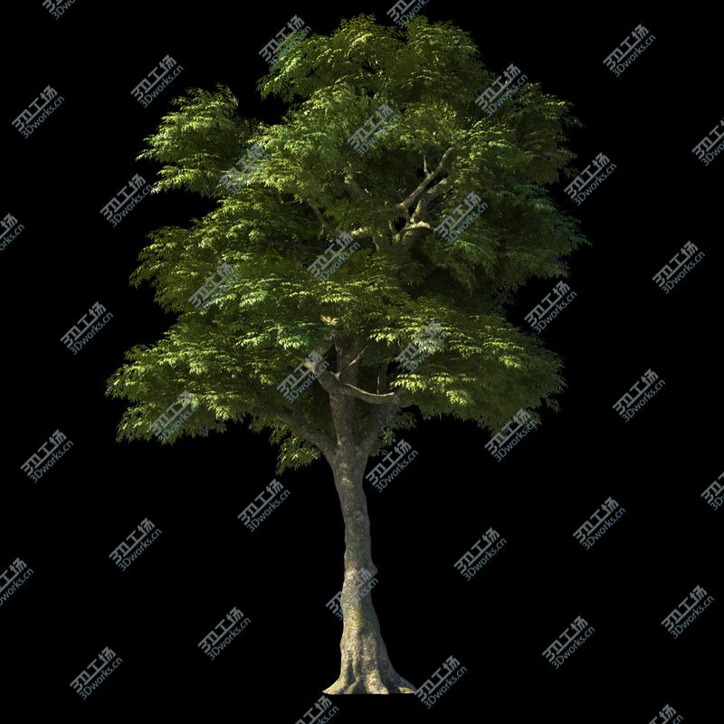 images/goods_img/20210313/Ash Tree/2.jpg
